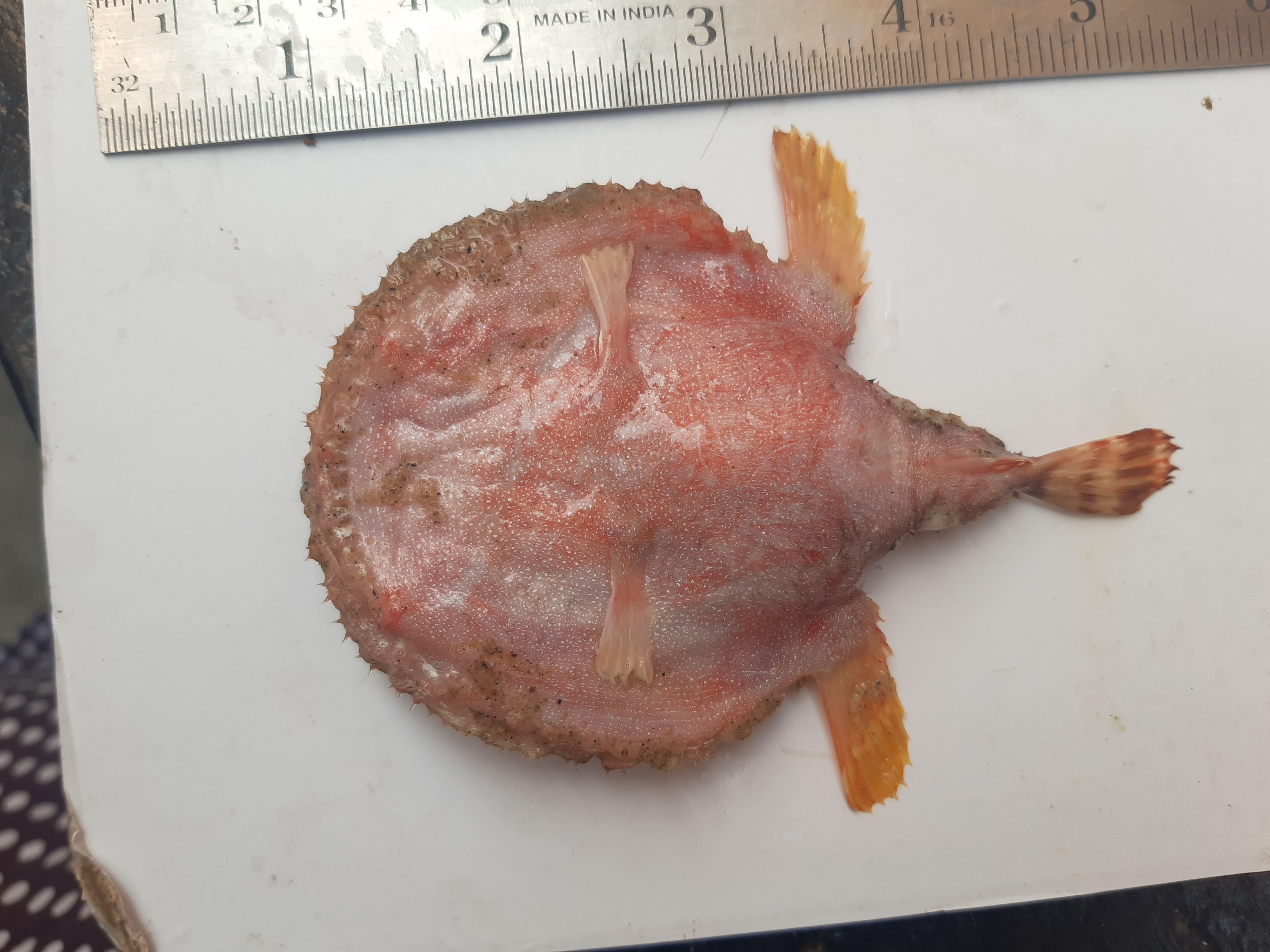 Marine Species