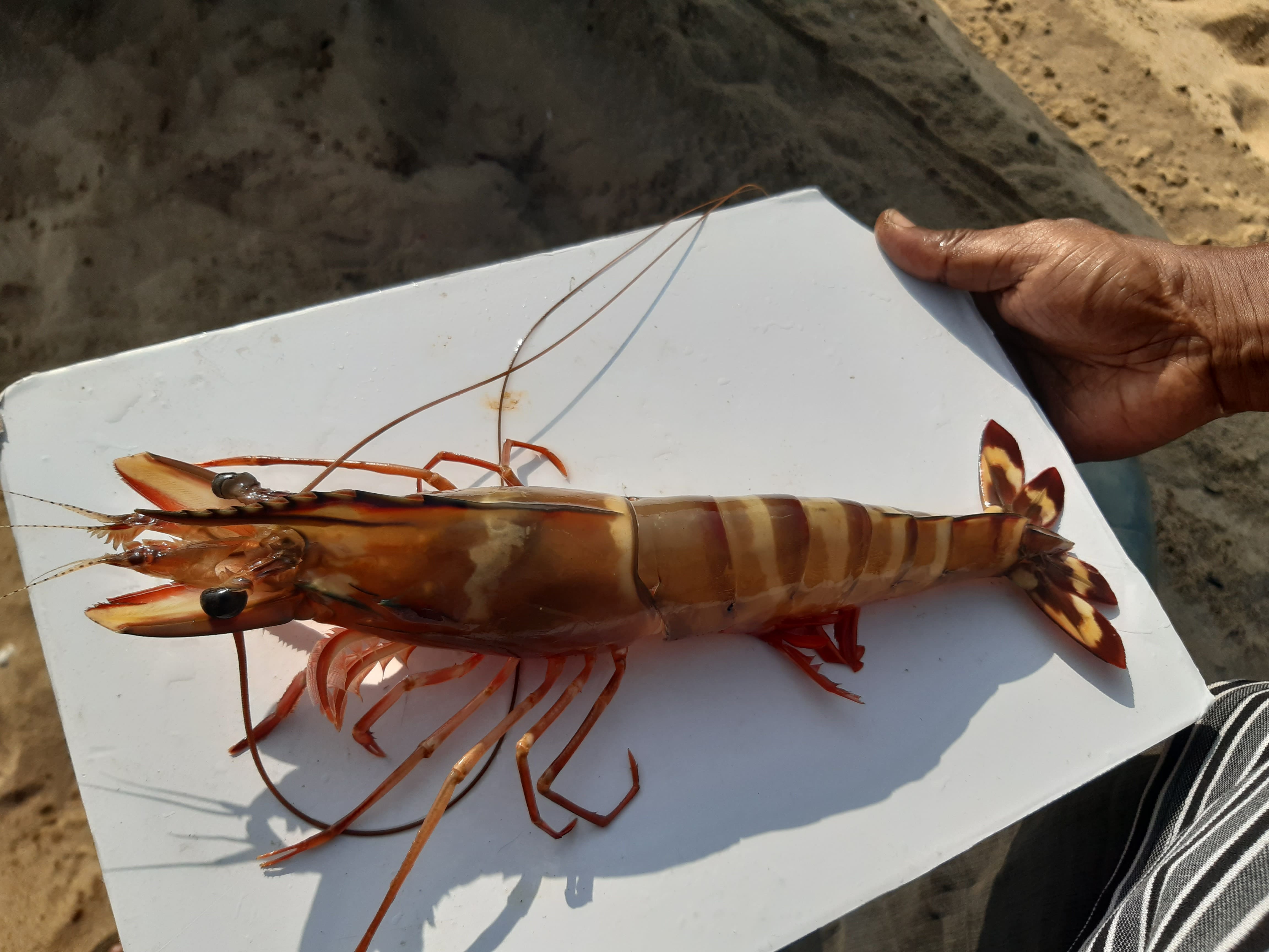 Marine Species