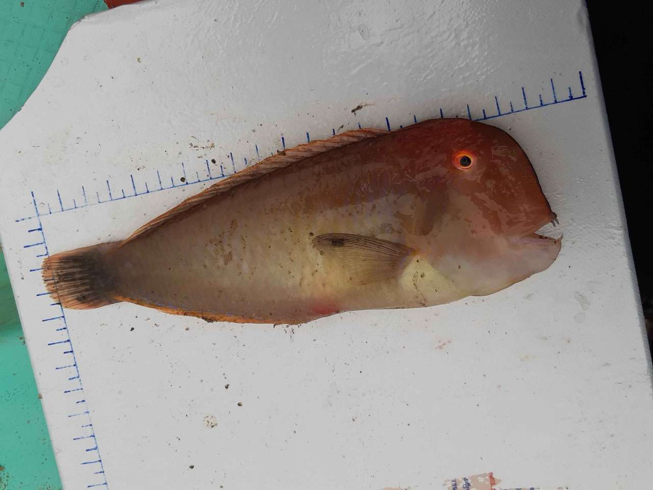 Fish Marine Species