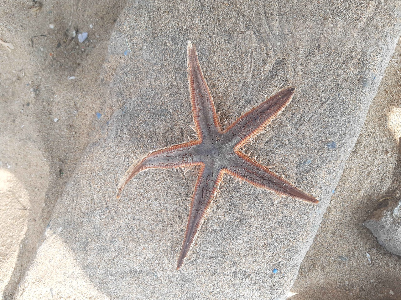 Star Fish
