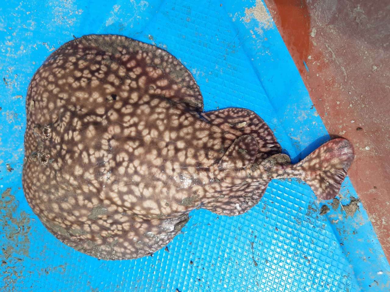 Marine Species