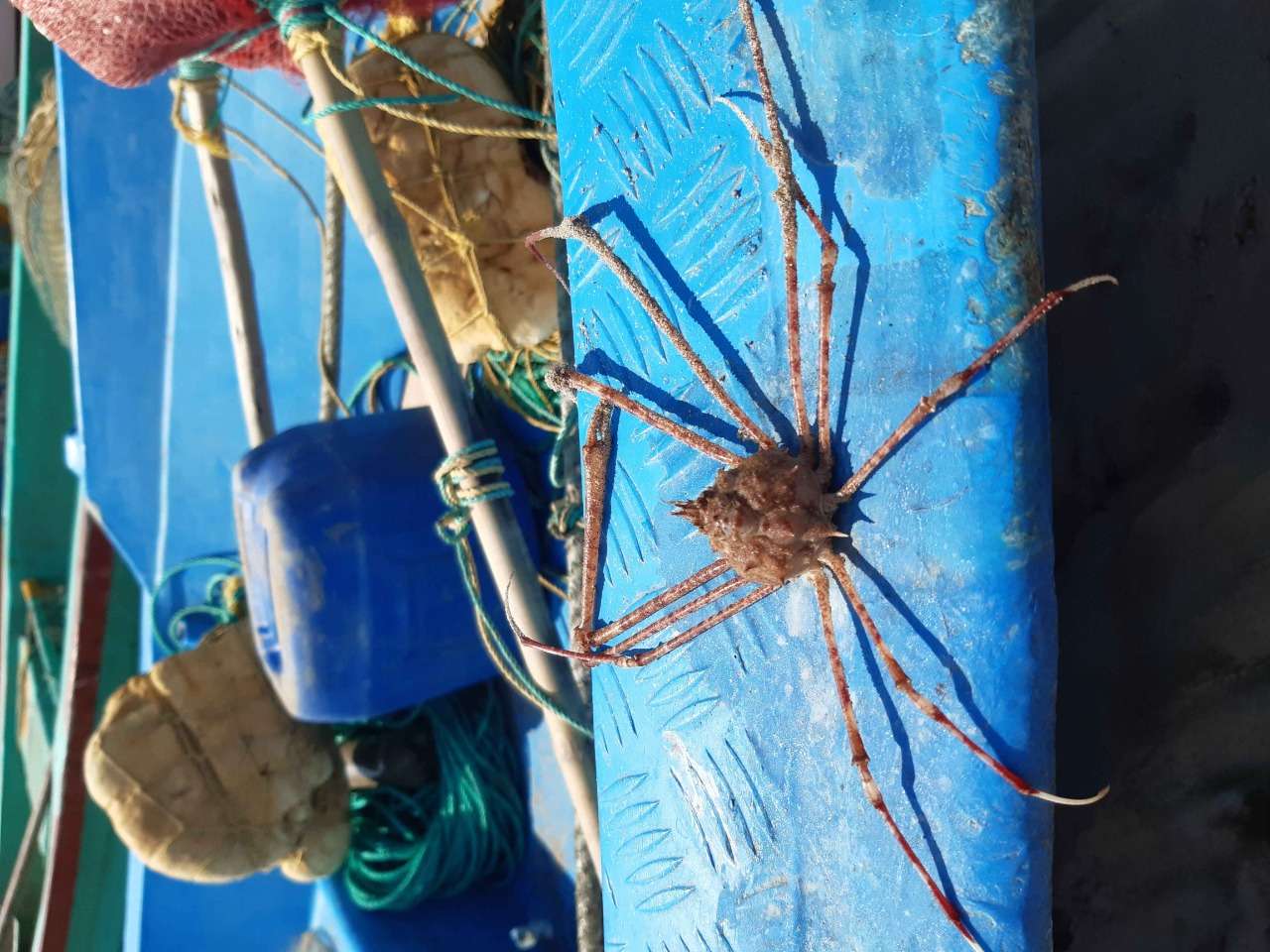 Marine Species