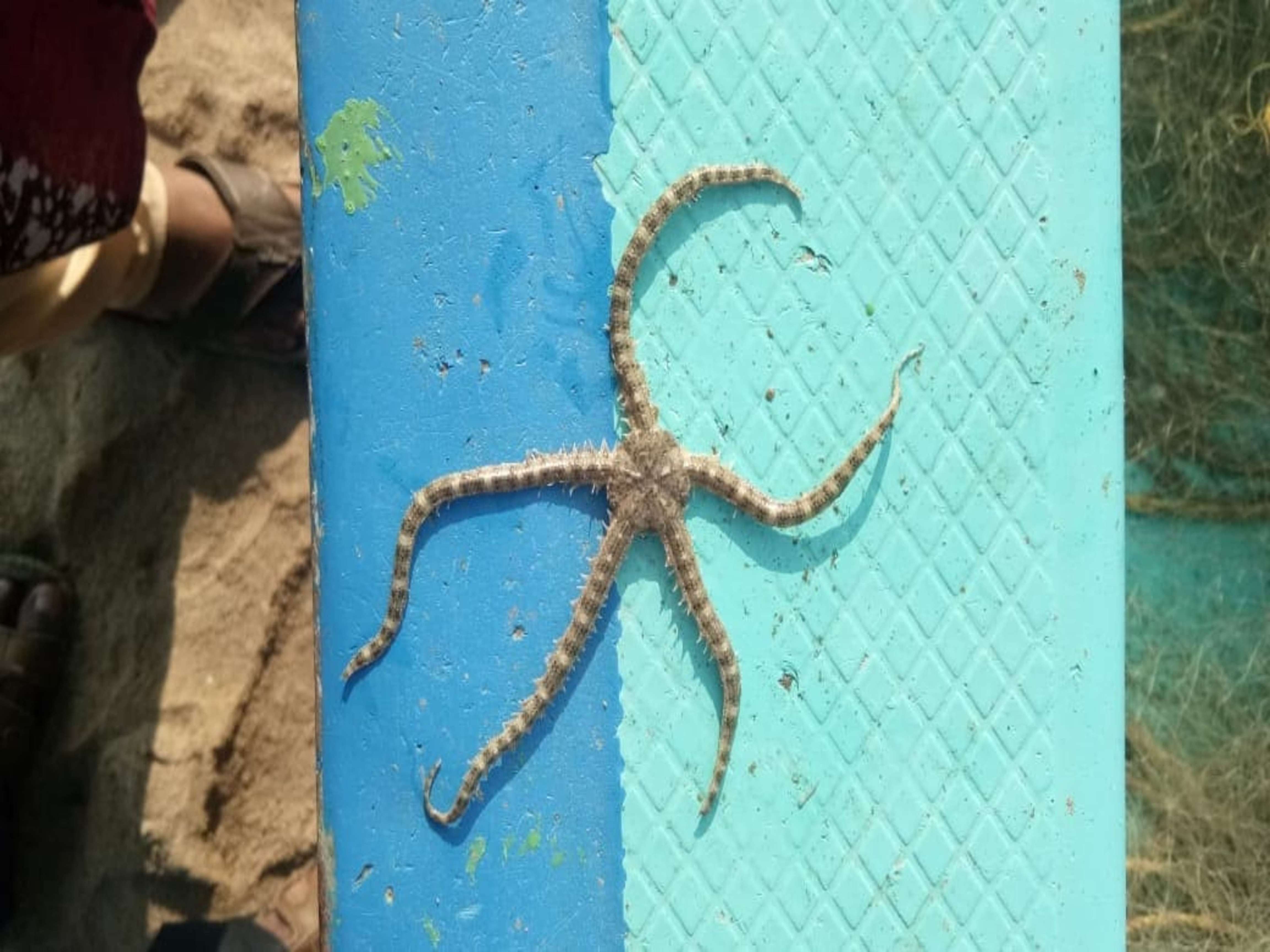 Marine Species