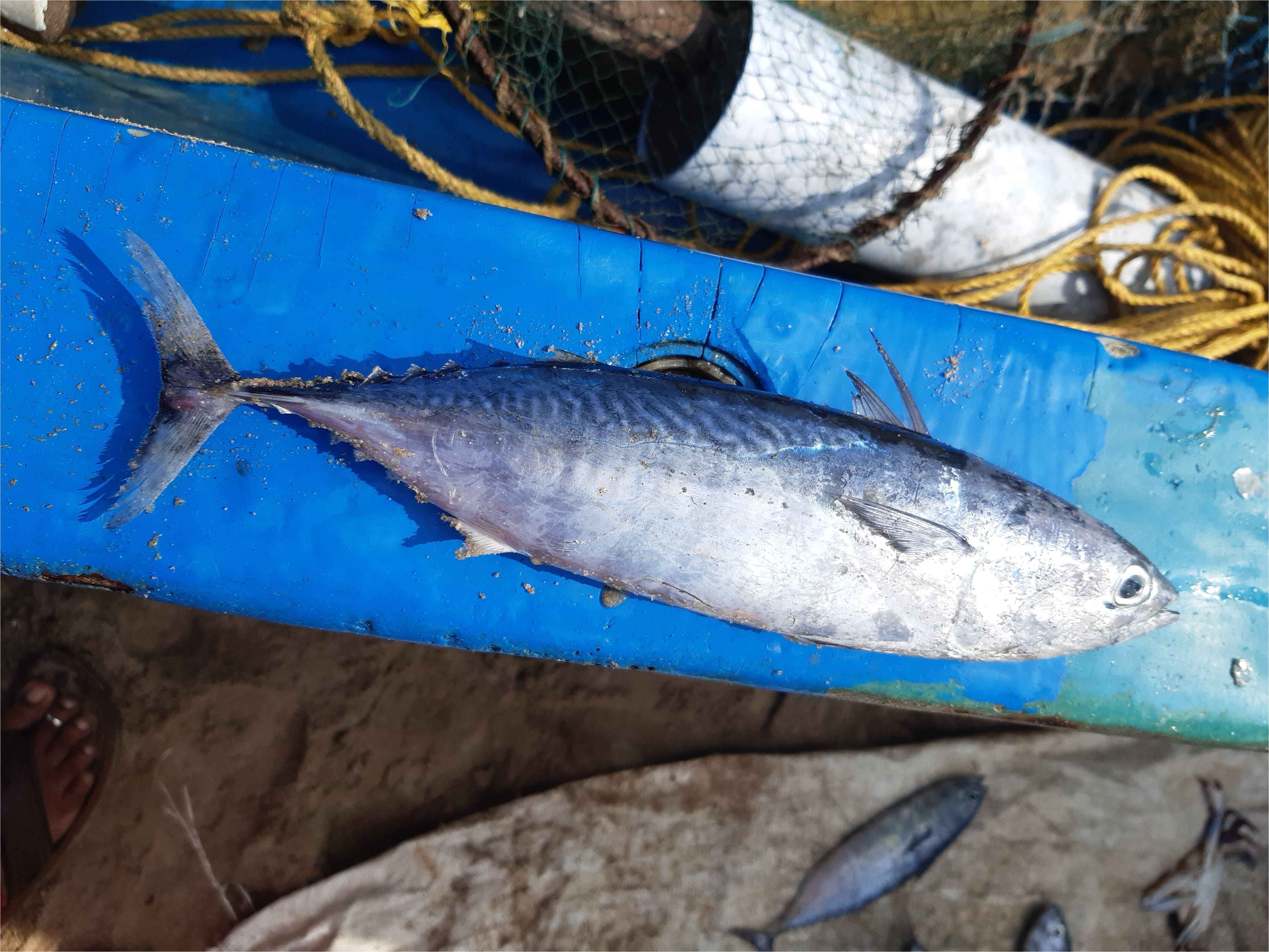 Fish