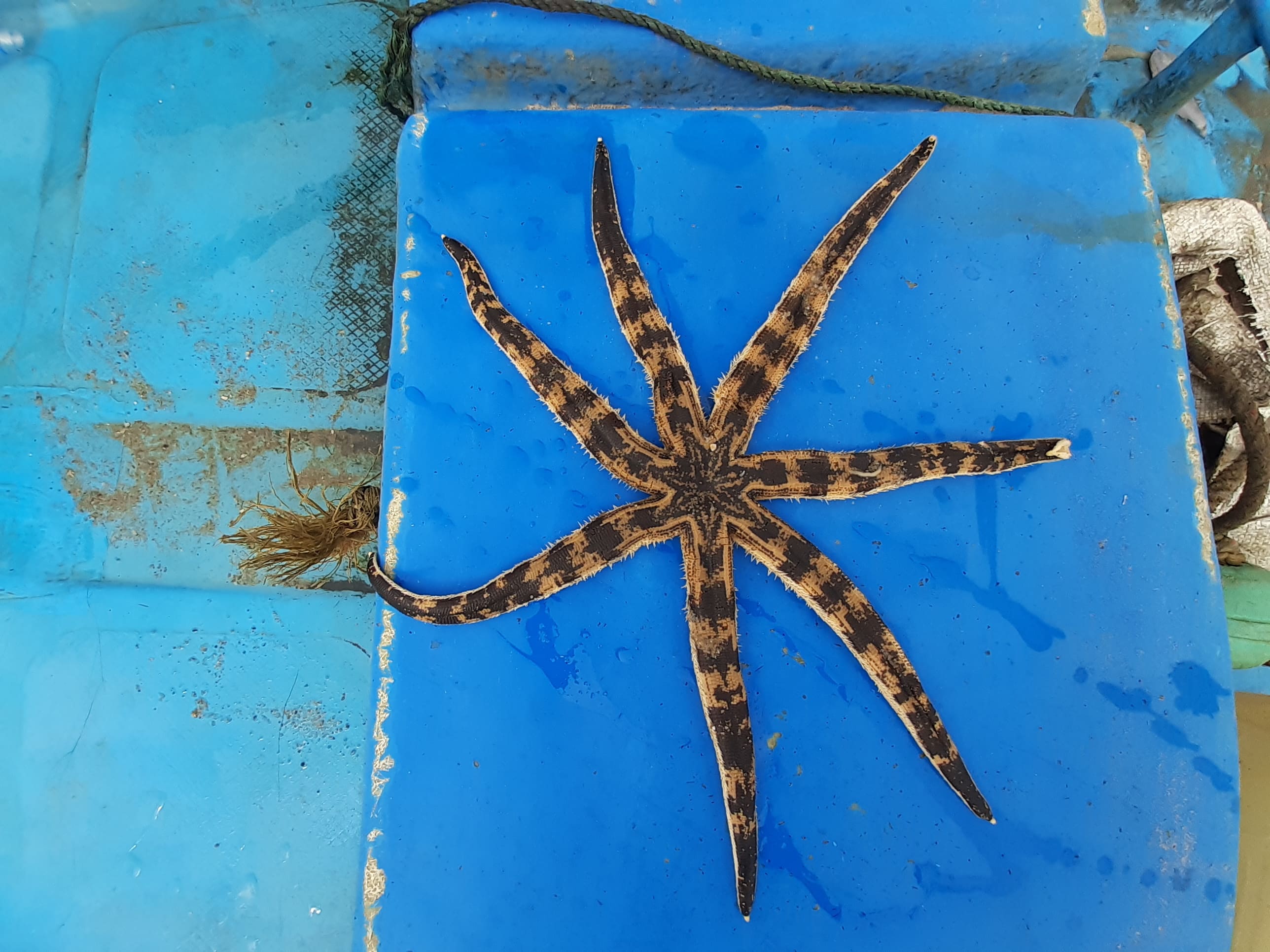 Luidia maculata