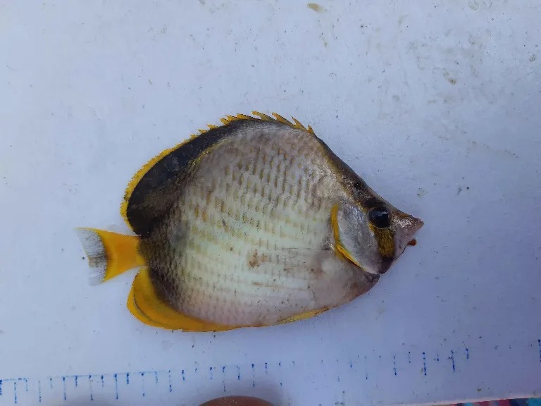 Chaetodon gardiner